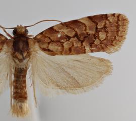  Male . ©  Loren Jones. Image used with permission.
